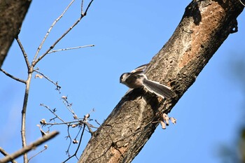 エナガ 生田緑地 2022年1月22日(土)