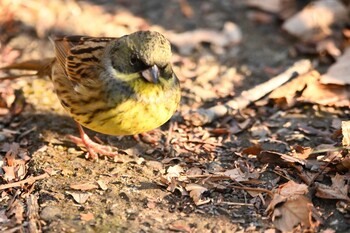 2022年1月22日(土) 生田緑地の野鳥観察記録