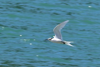 Black-naped Tern 沖縄県 名護市 Sun, 7/23/2017