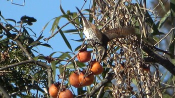 2022年1月22日(土) 宇賀神社の野鳥観察記録