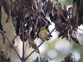 2022年1月22日(土) 林試の森公園の野鳥観察記録