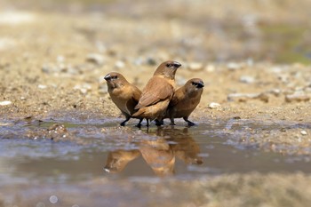 Scaly-breasted Munia 沖縄県浦添市 Wed, 7/19/2017