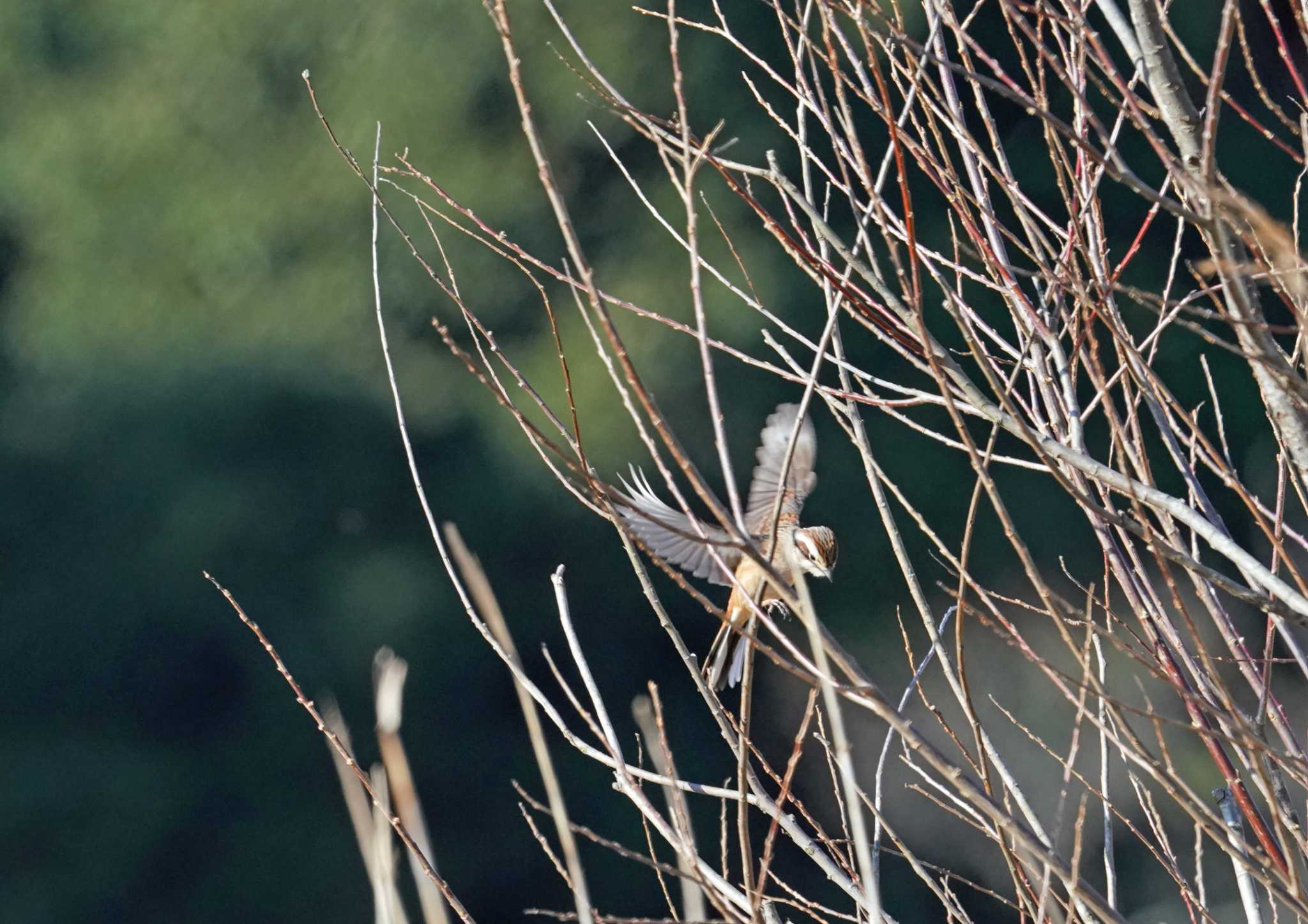  ホオジロの写真 by Chacoder