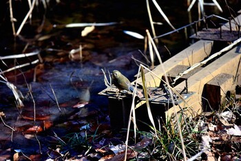 Red-flanked Bluetail Kodomo Shizen Park Sat, 1/22/2022