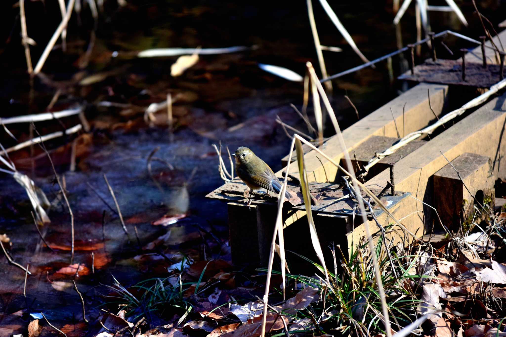 Photo of Red-flanked Bluetail at Kodomo Shizen Park by りえっこ