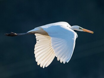 Great Egret 岐阜市 伊自良川 Sat, 1/22/2022