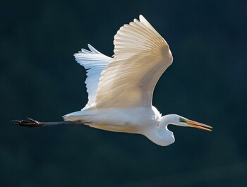 Great Egret 岐阜市 伊自良川 Sat, 1/22/2022