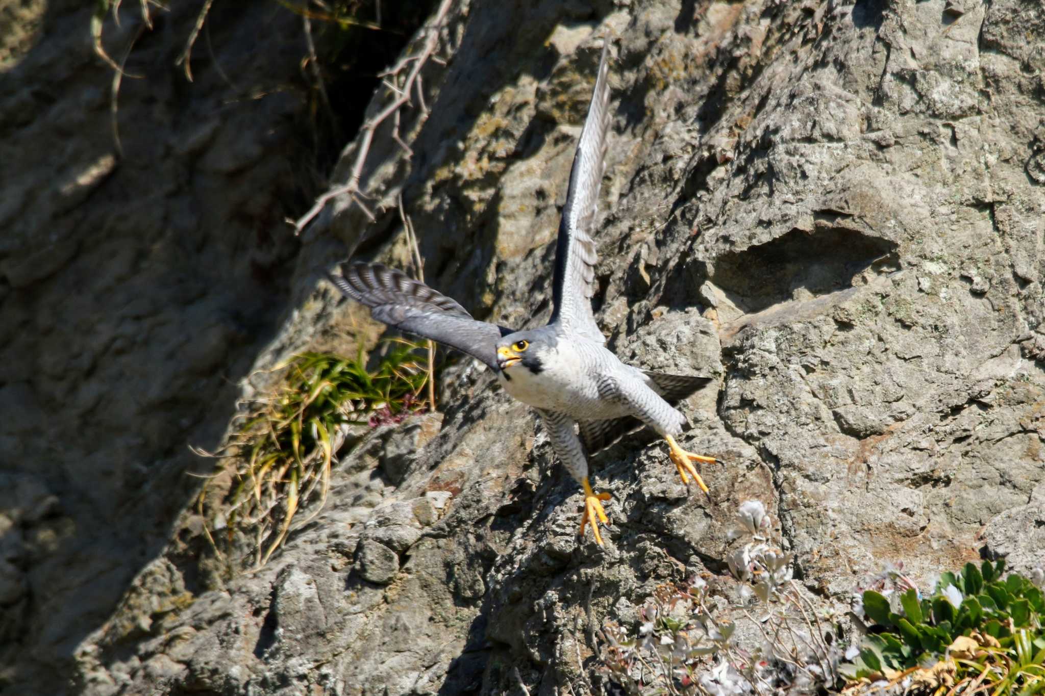 Photo of Peregrine Falcon at  by はやぶさくん