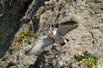 Peregrine Falcon Unknown Spots Sat, 1/22/2022