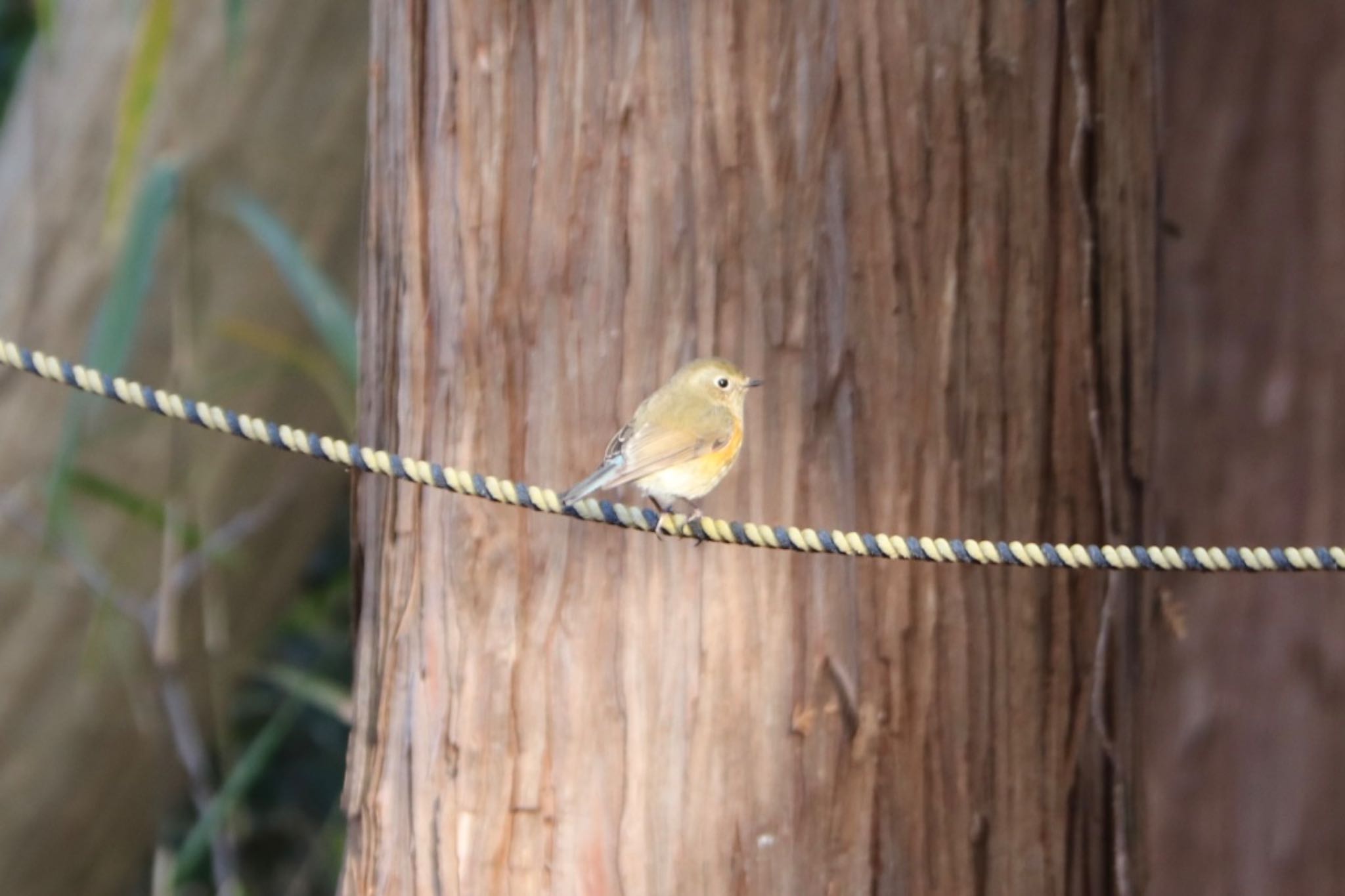 Red-flanked Bluetail