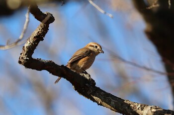 Bull-headed Shrike 岩本山公園 Sun, 1/16/2022