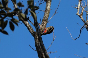 Great Spotted Woodpecker 岩本山公園 Sun, 1/16/2022