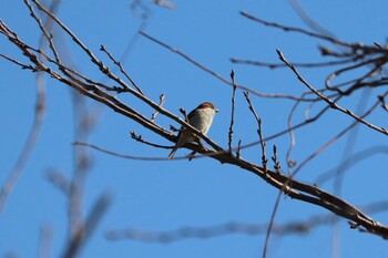 Russet Sparrow 浮島ヶ原自然公園 Sun, 1/16/2022