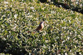 Meadow Bunting 明星山 Sun, 1/16/2022