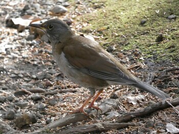 Pale Thrush 岩本山公園 Sun, 1/16/2022