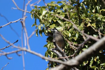 White-cheeked Starling 浮島ヶ原自然公園 Sun, 1/16/2022