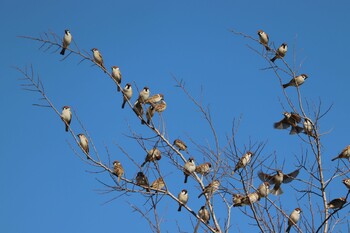Eurasian Tree Sparrow 浮島ヶ原自然公園 Sun, 1/16/2022