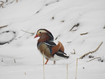 Sat, 1/22/2022 Birding report at Chaoyang Park(Beijing)