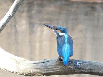 カワセミ 四季の森公園(横浜市緑区) 2022年1月22日(土)