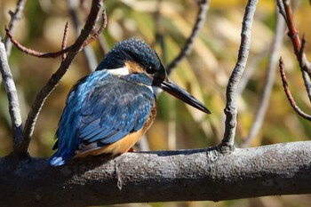 カワセミ こども自然公園 (大池公園/横浜市) 2022年1月22日(土)