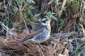 2022年1月22日(土) こども自然公園 (大池公園/横浜市)の野鳥観察記録