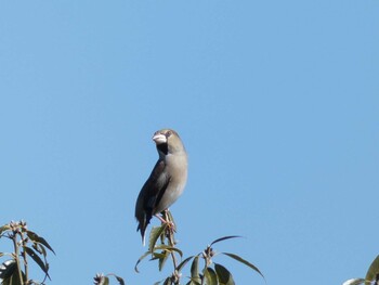 2022年1月22日(土) 四季の森公園(横浜市緑区)の野鳥観察記録