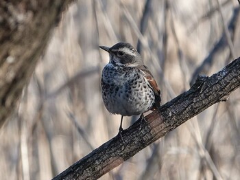 Dusky Thrush さいたま市 Thu, 1/20/2022