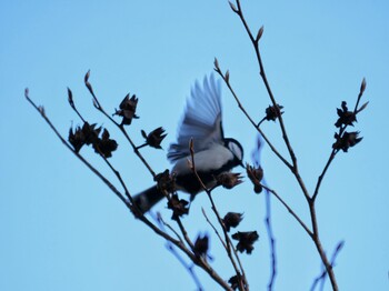 2022年1月22日(土) 四季の森公園(横浜市緑区)の野鳥観察記録