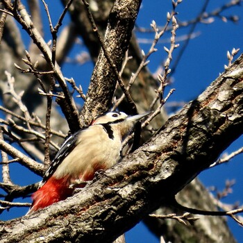 2022年1月22日(土) 秋ヶ瀬公園の野鳥観察記録