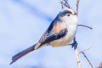 Long-tailed Tit 東京都 Sat, 1/22/2022