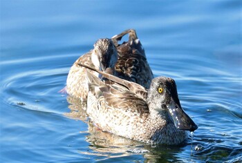 ハシビロガモ 葛西臨海公園 2022年1月22日(土)