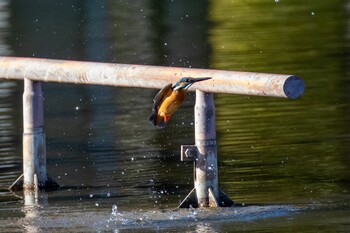 Common Kingfisher 多摩中央公園 Sat, 1/22/2022
