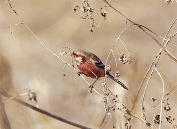 Siberian Long-tailed Rosefinch 鬼怒川 Sat, 1/22/2022