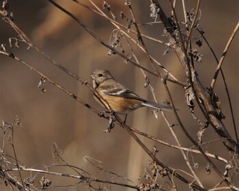 Siberian Long-tailed Rosefinch 鬼怒川 Sat, 1/22/2022