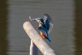 Sat, 1/22/2022 Birding report at 多摩中央公園