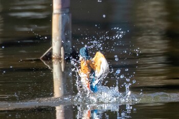 カワセミ 多摩中央公園 2022年1月22日(土)