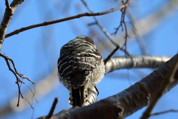 Japanese Pygmy Woodpecker 平谷川 Sat, 1/22/2022