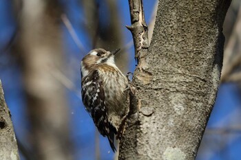 Japanese Pygmy Woodpecker 平谷川 Sat, 1/22/2022