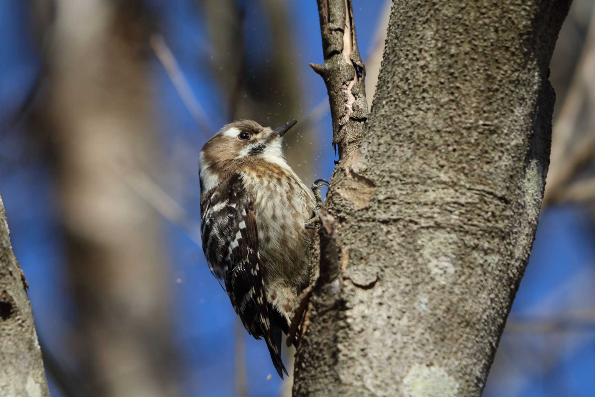 Photo of Japanese Pygmy Woodpecker at 平谷川 by いわな