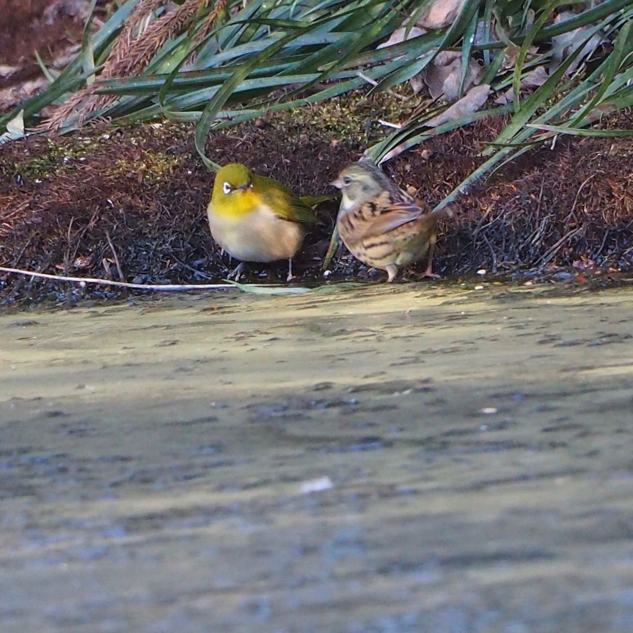 Masked Bunting