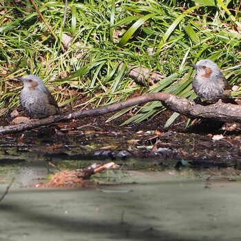 2022年1月22日(土) 熊谷市の野鳥観察記録