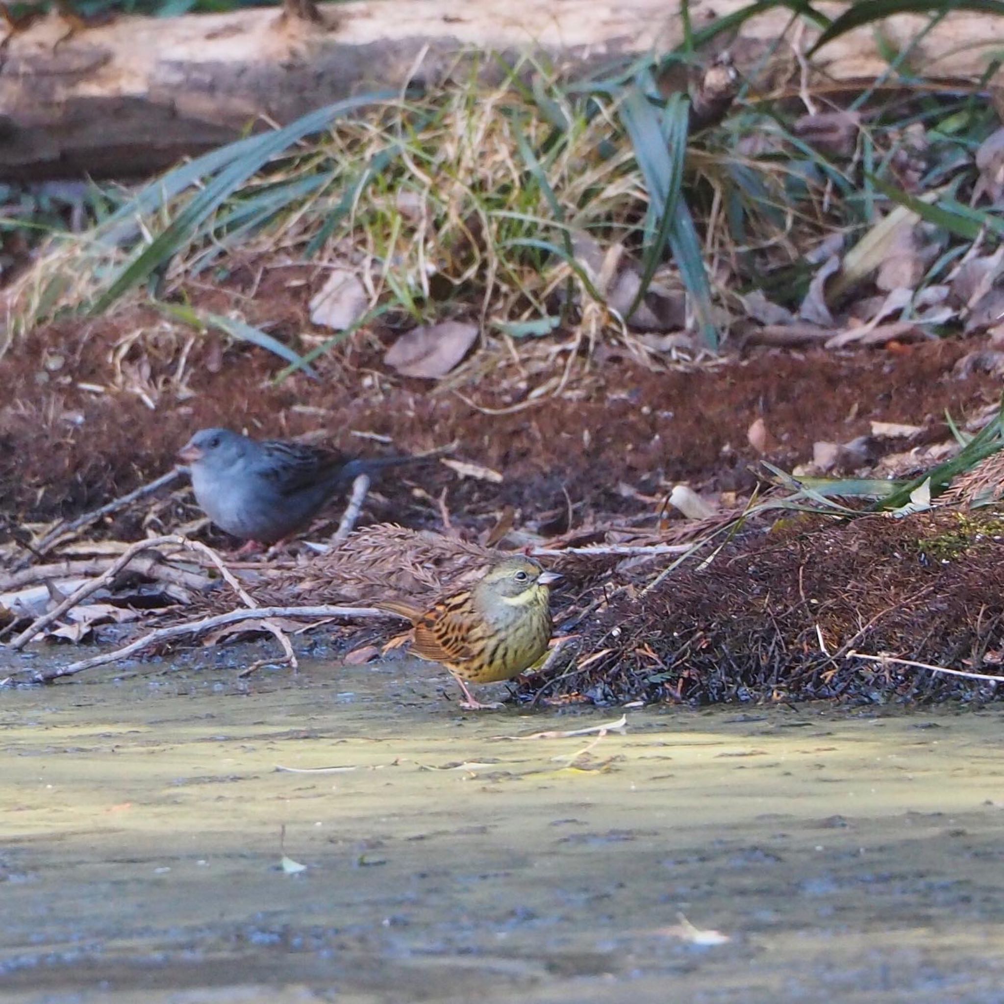 Masked Bunting