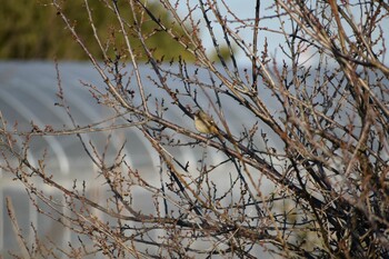 2022年1月22日(土) 旭公園の野鳥観察記録