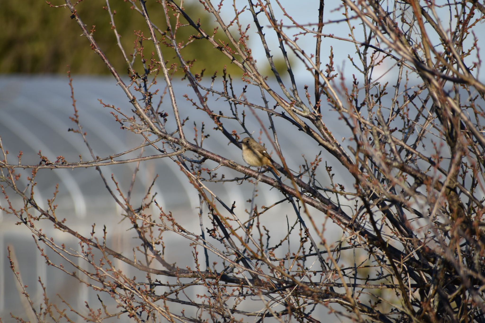 Photo of Daurian Redstart at 旭公園 by roro