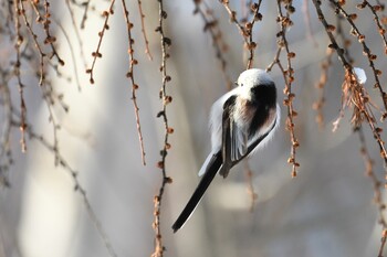 2022年1月10日(月) 真駒内公園の野鳥観察記録