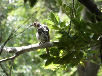 White-cheeked Starling Nagai Botanical Garden Thu, 8/3/2017