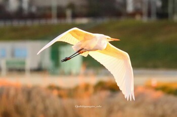 ダイサギ 多摩川 2022年1月21日(金)