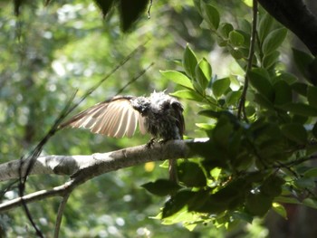 White-cheeked Starling Nagai Botanical Garden Thu, 8/3/2017