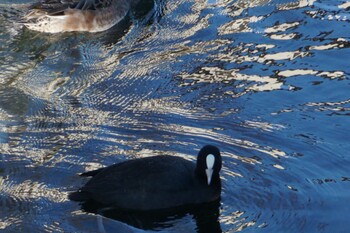 Eurasian Coot 江津湖 Fri, 1/21/2022