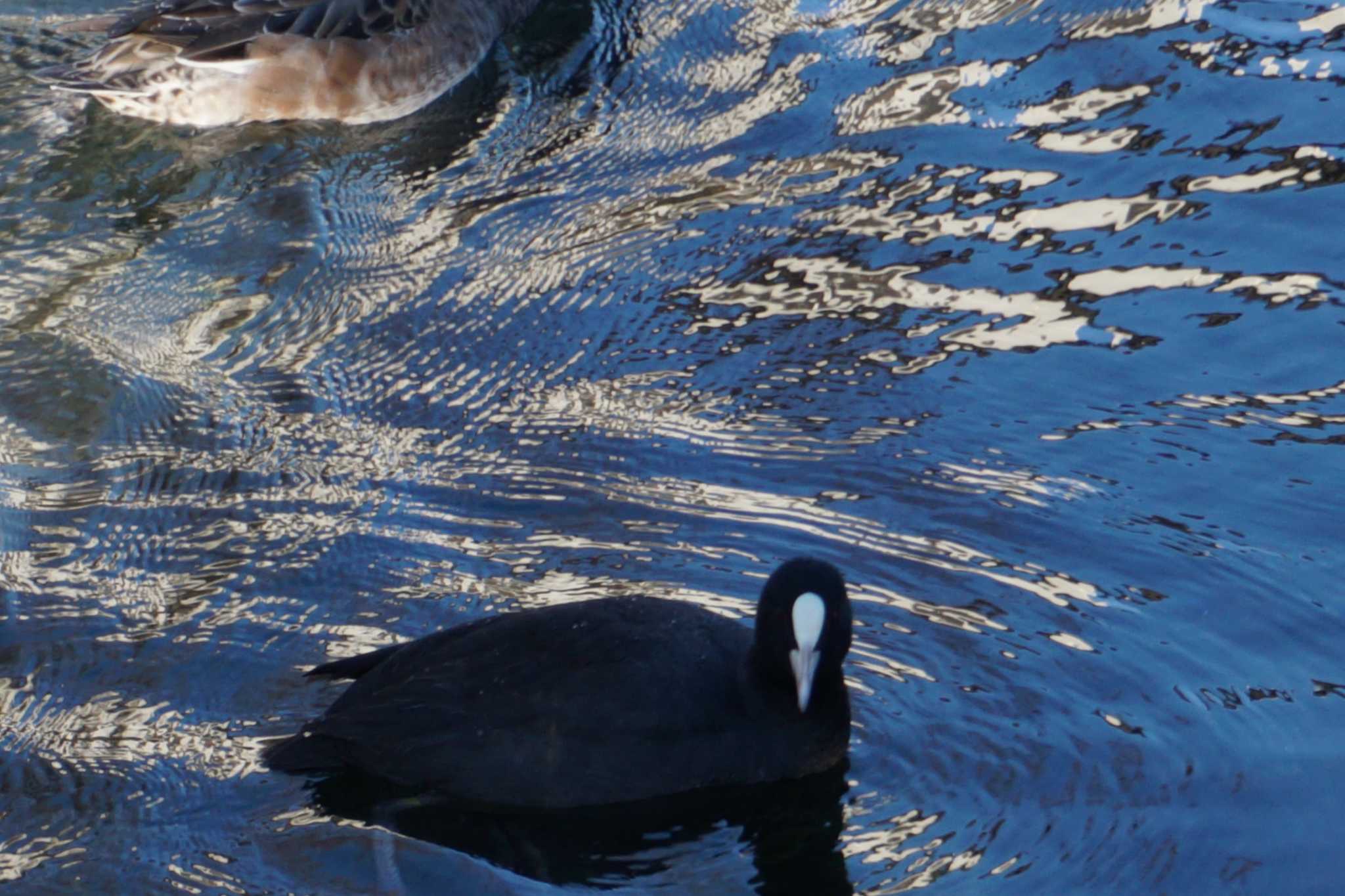 Photo of Eurasian Coot at 江津湖 by Joh